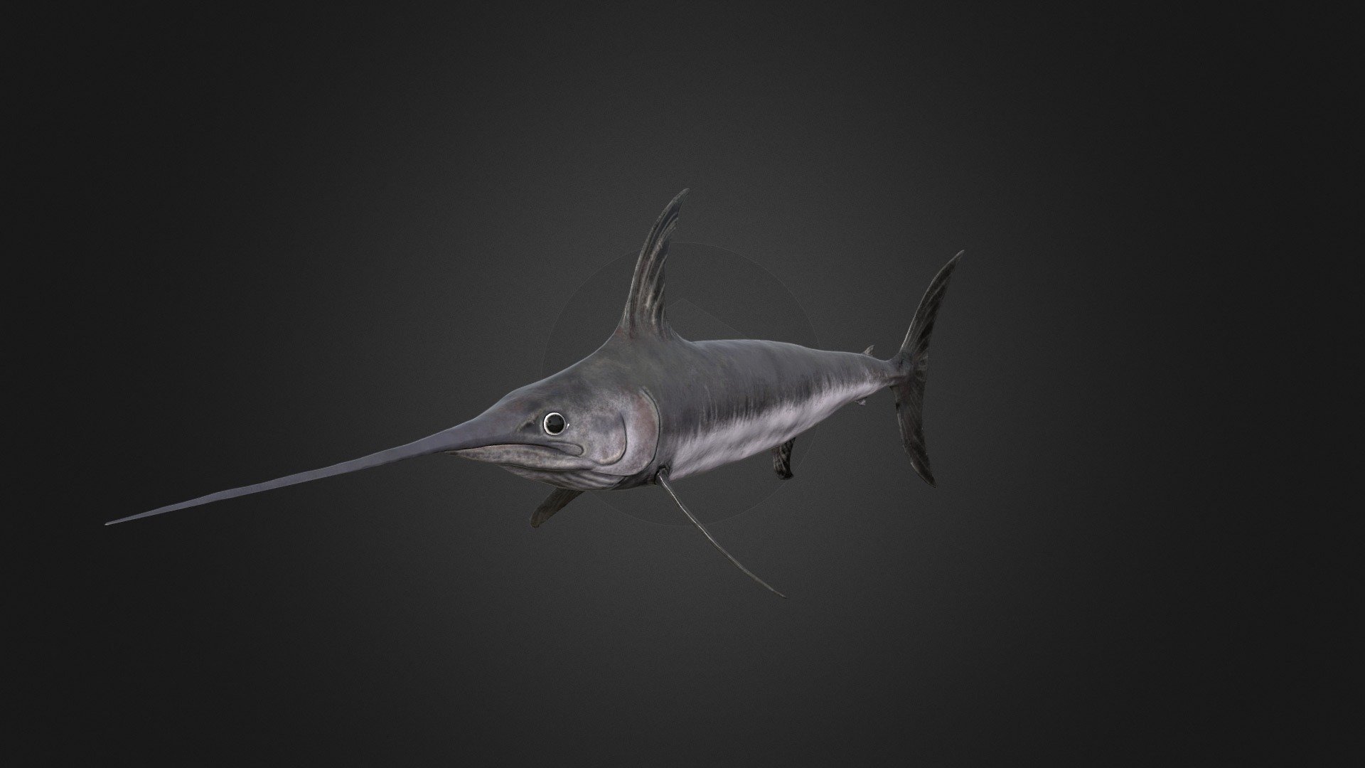 This asset has Swordfish model.

Model has 4 LOD.




13750 tris

10150 tris

6000 tris

3350 tris

Diffuse, normal and metallic / Smoothness maps (2048x2048).

52 animations (IP/RM)

Death,eat,attack 1-2,swim attack 1-2,Swim fast attack 1-2, hit (back,front,midle), idle 1-3,swim (f-fl-fr-fu-fd), swim slow(f-fl-fr-fu-fd), swim fast (f-fl-fr-fu-fd), turn (left,right) etc.

If you have any questions, please contact us by mail: Chester9292@mail.ru - Swordfish - Buy Royalty Free 3D model by Rifat3D 3d model