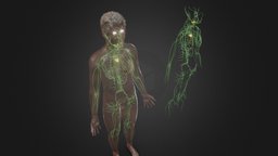 Human Lymphatic System body, cross, anatomy, system, section, string, knot, gland, vr, ar, science, anatomical, vessels, thyroid, spleen, node, scanline, lymphatic, immune, maya, 3d, pbr, model, man, 3ds, medical, human, male, c4d, mammary, thymus