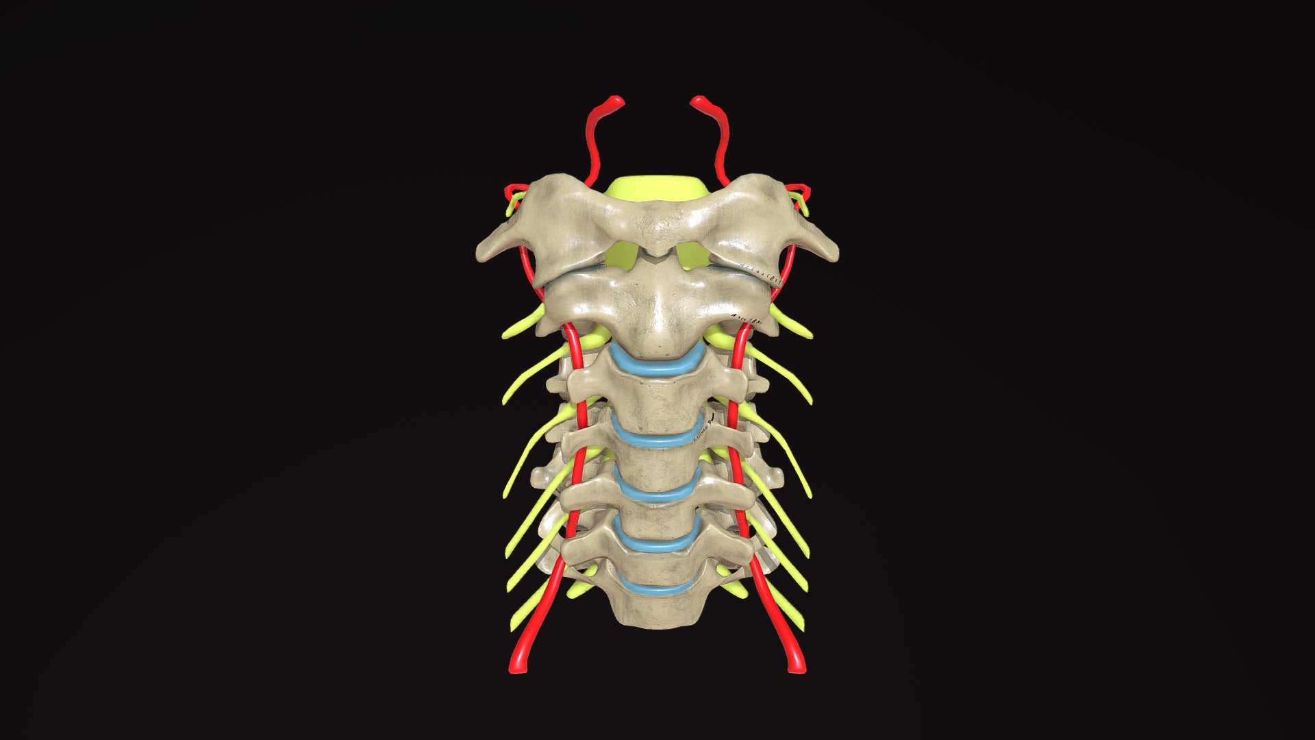 Cervical Vertebrae(C1-C7) illustrated along with spinal nerves and the vertebral arteries in the transverse foramena.

Uncinate process is labelled. Outgrowth from uncinate process(like osteophytes) can result in compression of the spinal nerve and/or vertebral arteries leading to chronic pain in the neck 3d model