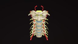 Cervical Spine artery, atlas, spine, vertebral, axis, cervical, spinal, nerves