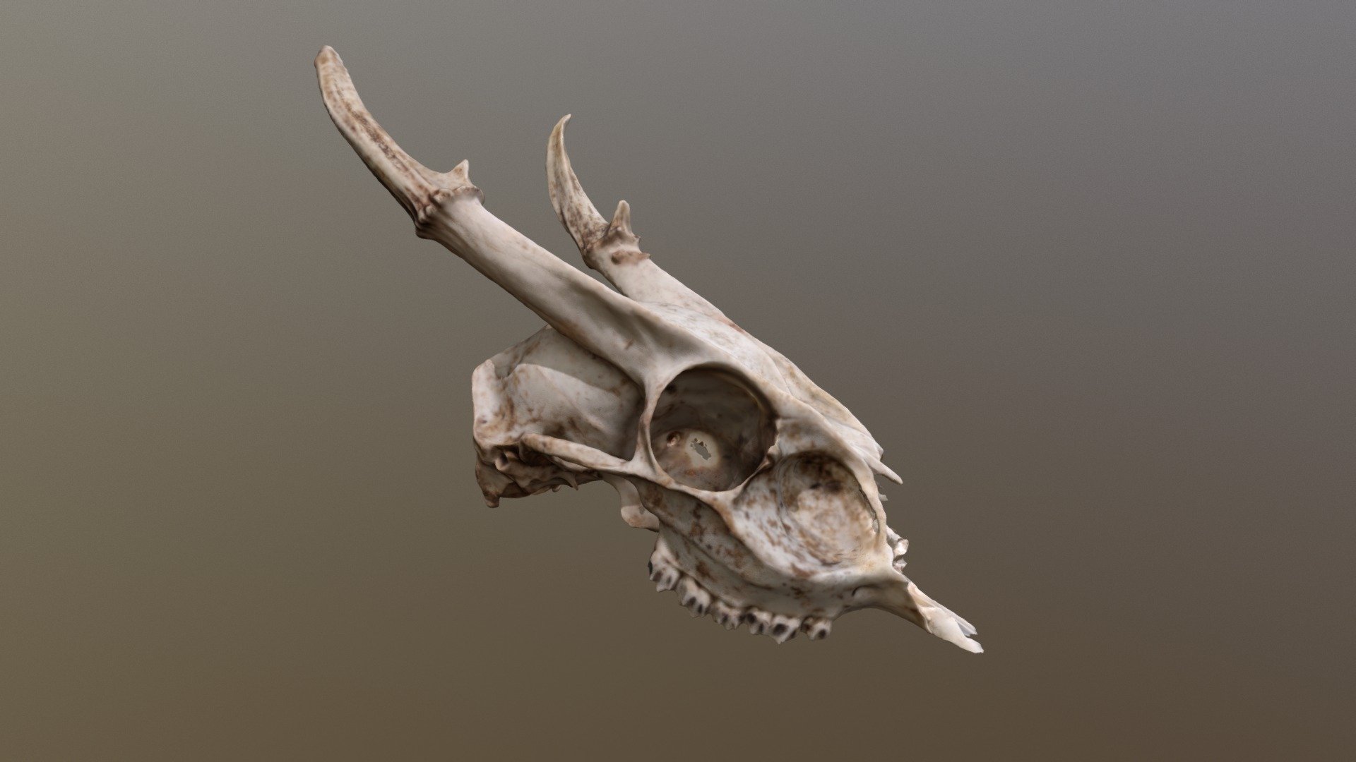 This is a photogrametry model of a Muntjac deer skull 3d model