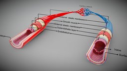 3D Blood Vessels organ, blood, valve, anatomy, biology, system, vray, parts, artery, obj, vr, ar, bio, fbx, outer, max, science, anatomical, inner, vessels, vein, veins, function, arteries, types, capillary, 3d, 3dsmax, pbr, model, structure, 3ds, medical, human, c4d, , capillaries, noai