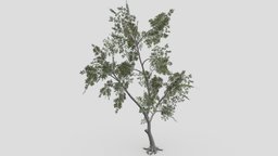 Conocarpus Tree- 05