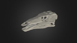 Stegosaurus stenops digitally restored skull 