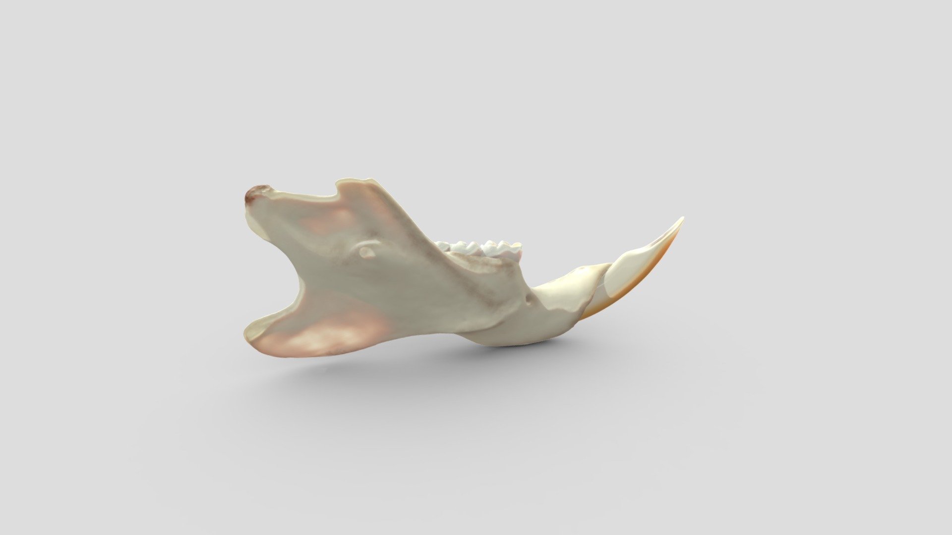 This jaw is part of my anatomical rat. I optimized it for interactive view, but need to work on the internal structure of the bone 3d model