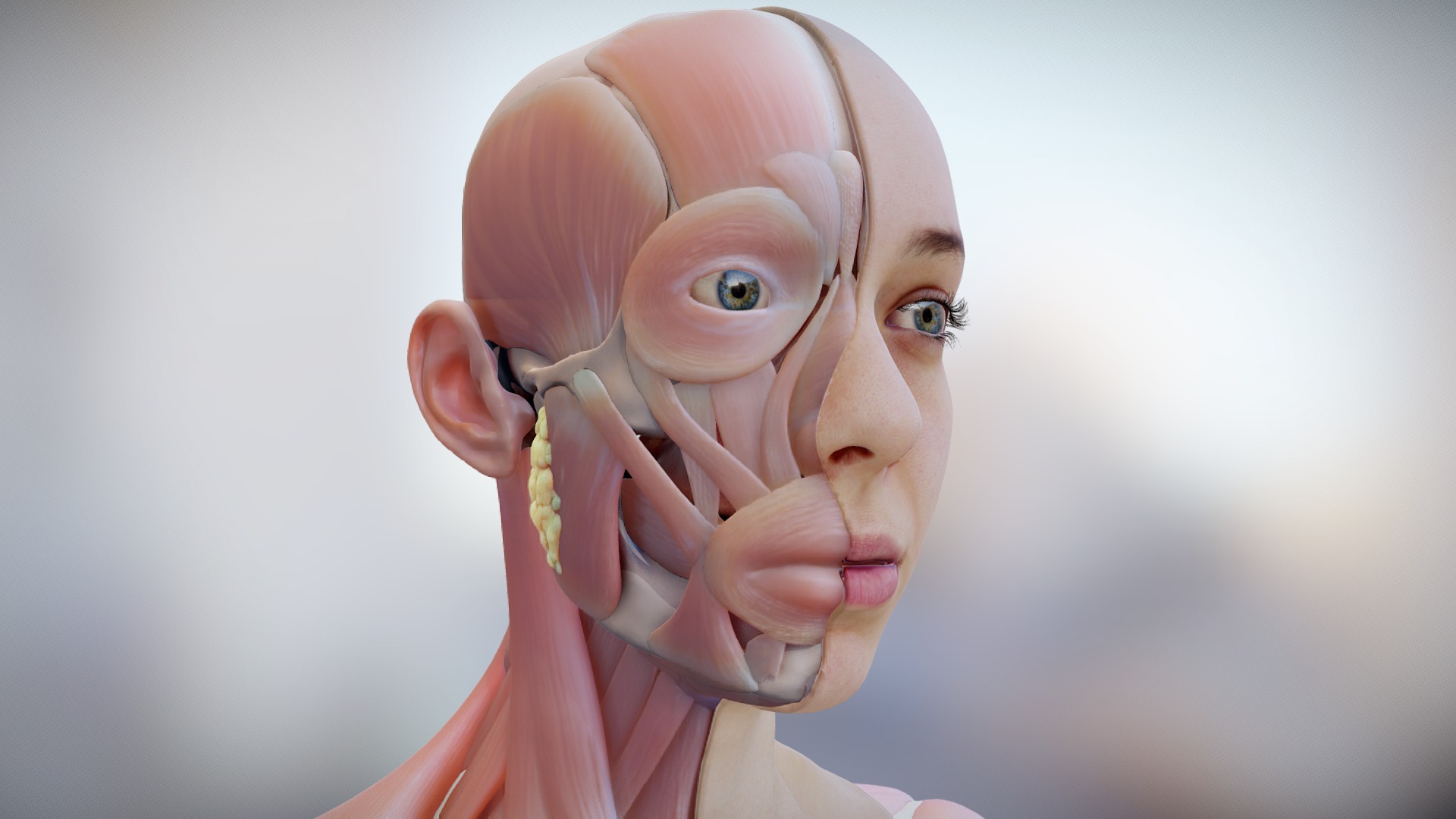Anatomy of the head and neck of the human body, focusing on the muscles and their function 3d model