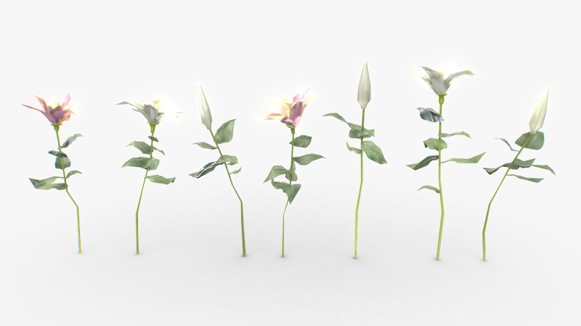 Check out my website for more products and better deals! &gt;&gt; SM5 by Heledahn &lt;&lt;


This is a digital 3d model of seven white and pink lily flowers and buds.

(TIF HEIGHT MAP TEXTURES ONLY FOR SALE IN MY WEBSITE 🔼)

This model can be used for any Period themed render project, used either as a background prop, or as a closeup prop due to its high detail and visual quality.

This product will achieve realistic results in your rendering projects and animations, being greatly suited for close-ups due to their high quality topology and PBR shading 3d model