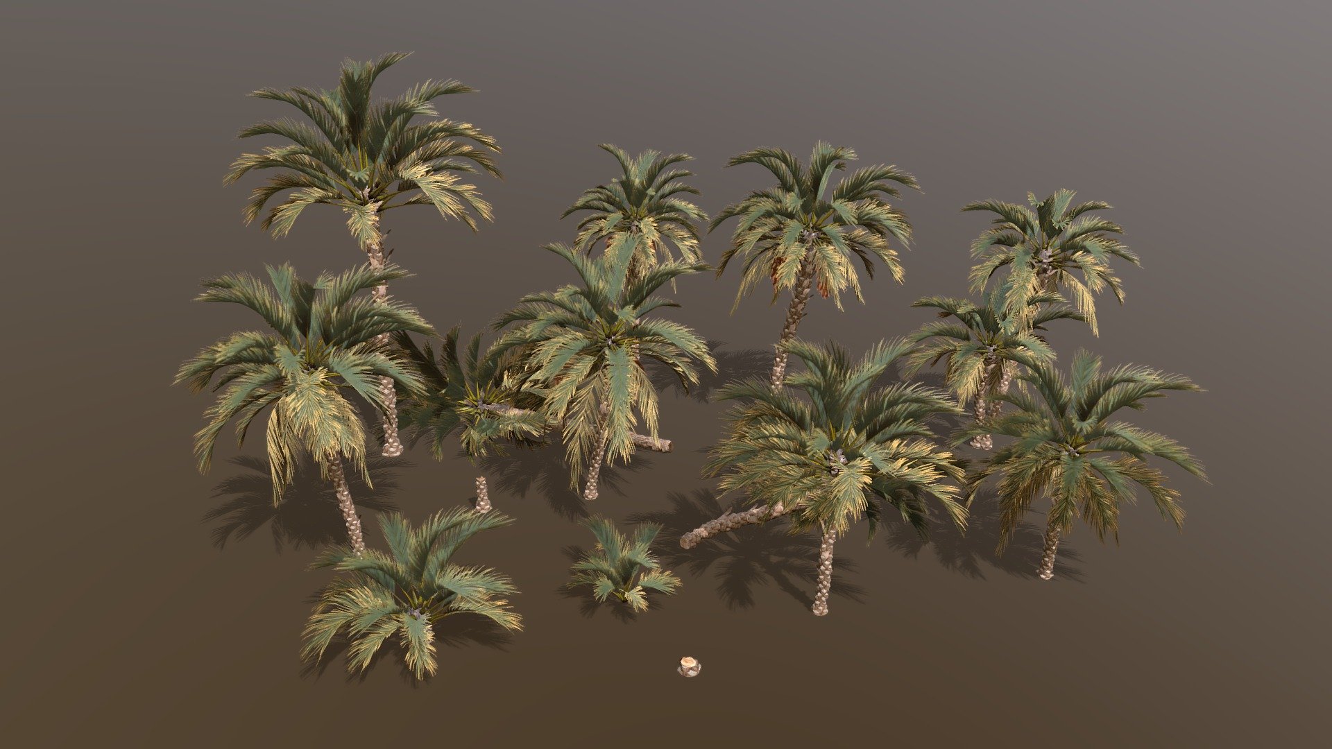 Date palm pack inspired assassin's creed origins palm models, created in tree it.

Please check out my free models on my sketchfab profile made in tree it for compatibility.

Includes 14 diffrent models.

Each modle has the main model +  5 levels of detail, last LOD is an 8 poly imposter/billboard.

Exported to .fbx .obj .dbo 

FBX format includes vertex colors for vertex shader wind animation.

Includes the tree it .tre project.

Texture size is 2k x 3.

Why am I selling this model?. Im the createor of treeit, a free tree generator that these tree models are created in. Having tree packs for sale will incentivise and insure further development of the program that is in need of improvement 3d model