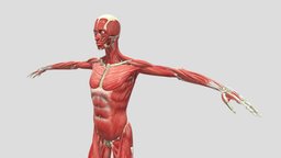 Human Muscular Skeletal System Rigged in Blender