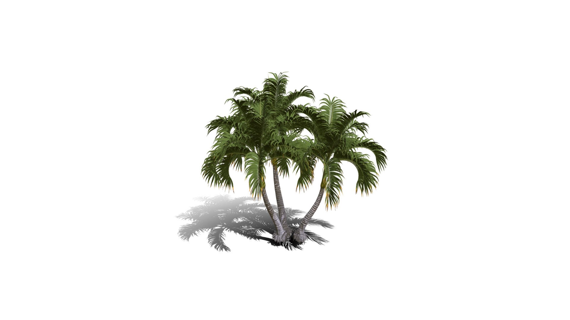 Model specs:





Species Latin name: Adonidia merrillii




Species Common name: Christmas palm




Preset name: 3 trunks mat 25




Maturity stage: Juvenile




Health stage: Thriving




Season stage: Summer




Leaves count: 3256




Height: 3.2 meters




LODs included: Yes




Mesh type: static




Vertex colors: (R) Material blending, (A) Ambient occlusion



Better used for Hi Poly workflows!

Species description:





Origin: Asia




Biomes: Forest




Climatic Zones: Tropical




Plant type: Palm



This PlantCatalog mesh was exported at 40% of its maximum mesh resolution. With the full PlantCatalog, customize hundreds of procedural models + apply wind animations + convert to native shaders and a lot more: https://info.e-onsoftware.com/plantcatalog/ - Realistic HD Christmas palm (27/35) - Buy Royalty Free 3D model by PlantCatalog 3d model