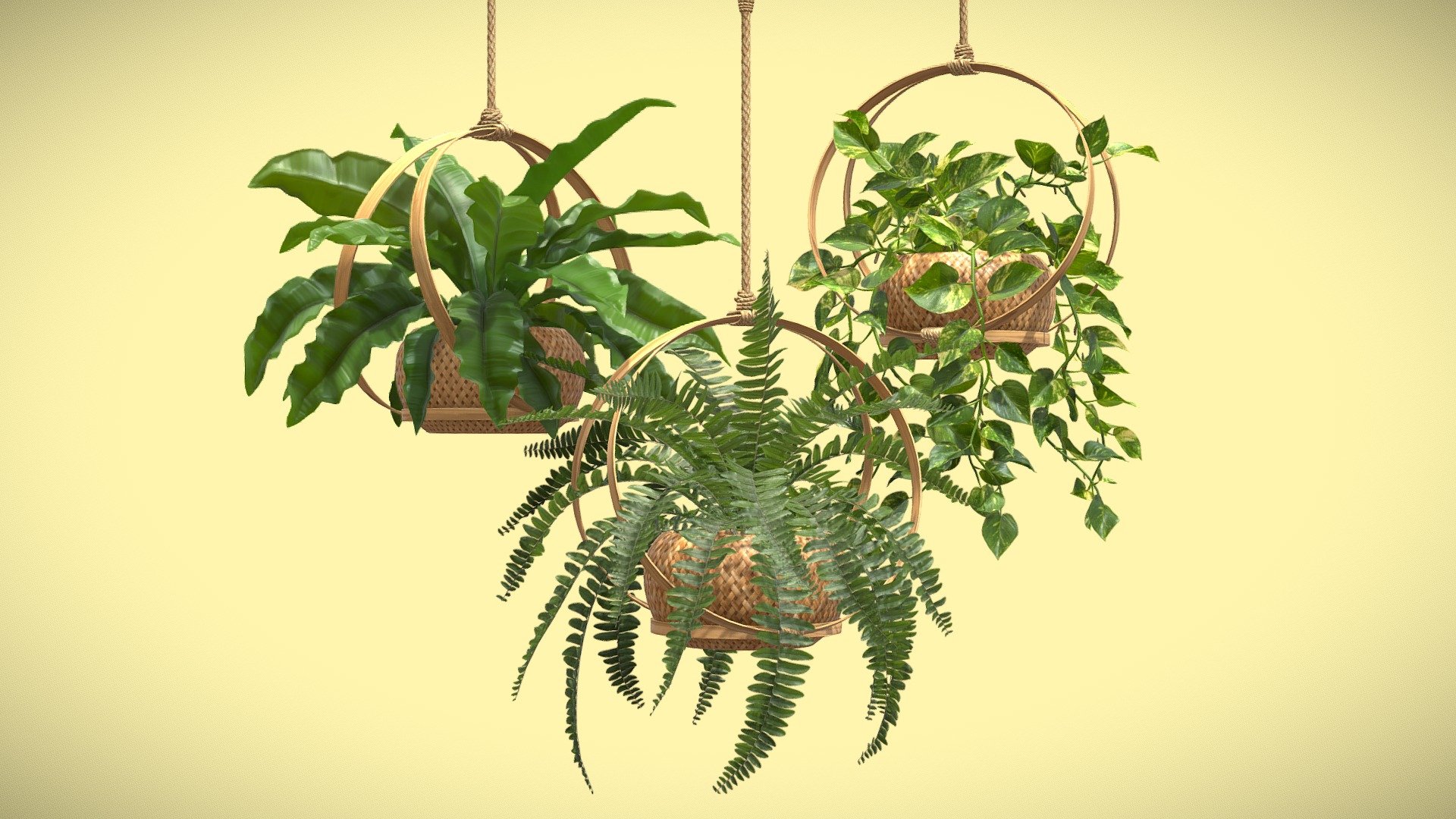 Hanging Plants 02
This selection of indoor exotic plants will provide a level of detail that will take your visualizations to the next level.

Models can be subdivided for more definition.




Pothos

Boston Fern

Asplenium Nidus

4k Textures




Vertices  146 451

Polygons  132 136

Triangles 251 659
 - Hanging Plants 02 - Buy Royalty Free 3D model by AllQuad 3d model