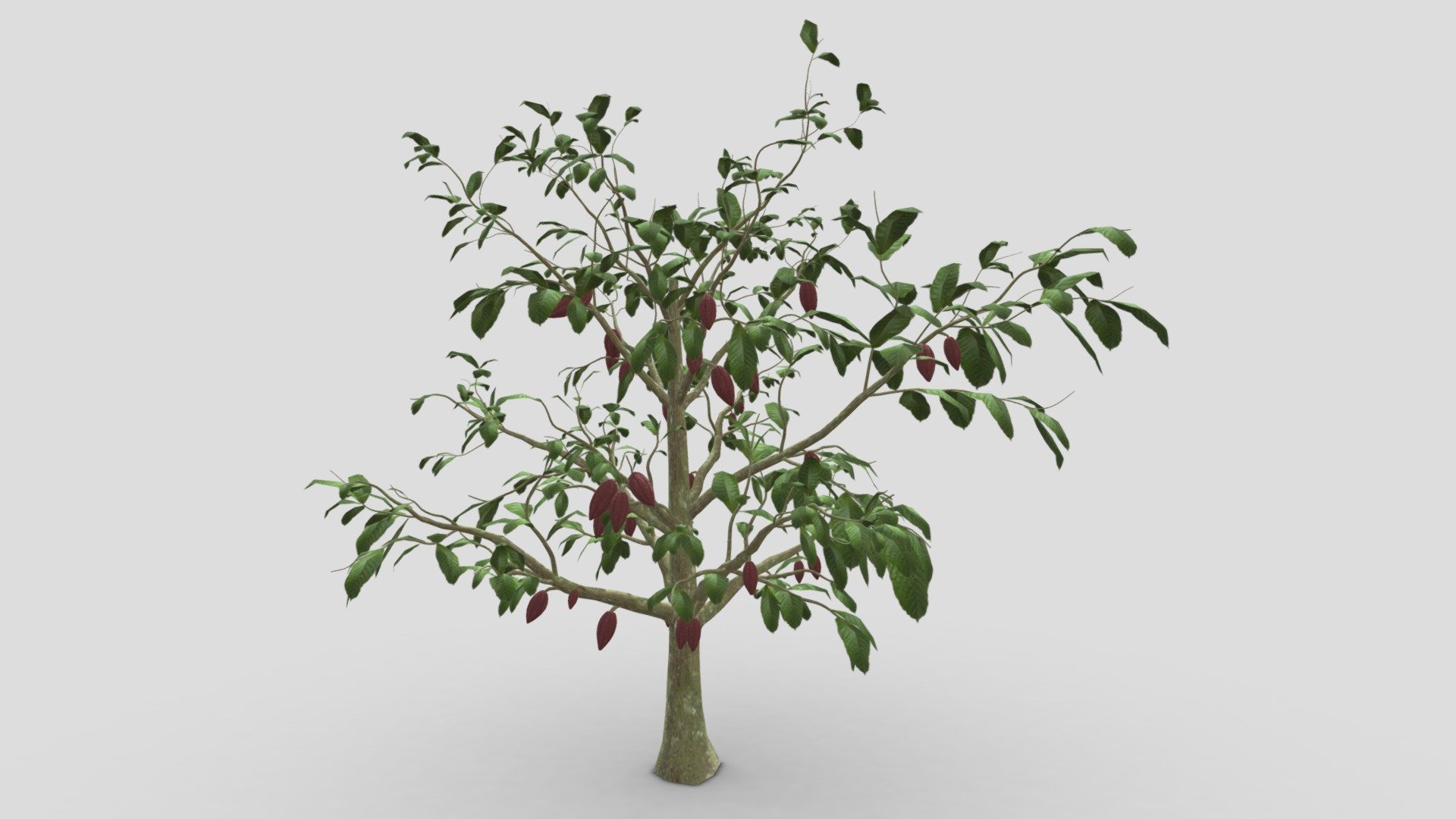 Cocoa Tree. Try to give you lowpoly model for your project 3d model