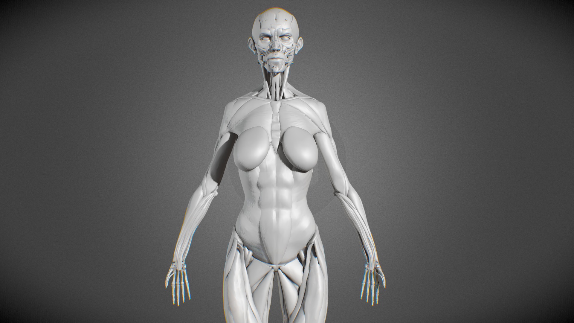 My first try in human anatomy study within ZBrush 3d model