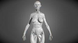 Female Body Muscular System anatomy, muscles, humanbody, female, zbrush, human, female-model