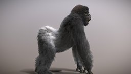 Mountain Gorilla ♂ monkey, africa, ape, mountain, eastern, rwanda, gorilla, monkeys, apes, silverback, kingkong, congo, gorillas, gorillini, haplorhini, simiiformes, chimpanzees, bonobos, virunga