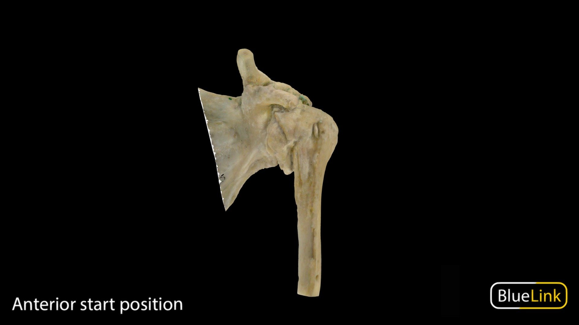 3D scan of the glenohumeral joint

Captured with Einscan Pro

Captured and edited by: Will Gribbin

Copyright2019 BK Alsup &amp; GM Fox

ID 26884-U03 - Glenohumeral Joint - 3D model by Bluelink Anatomy - University of Michigan (@bluelinkanatomy) 3d model