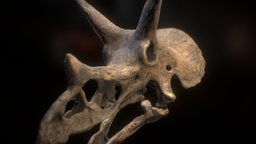 "Freja" Triceratops prorsus Skull