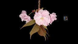 関山 カンザン Kanzan Cherry, Cerasus serrulata flower, cherry, sakura, cherryblossom, florazia, cerasus, kanzan, serrulata, sekiyama