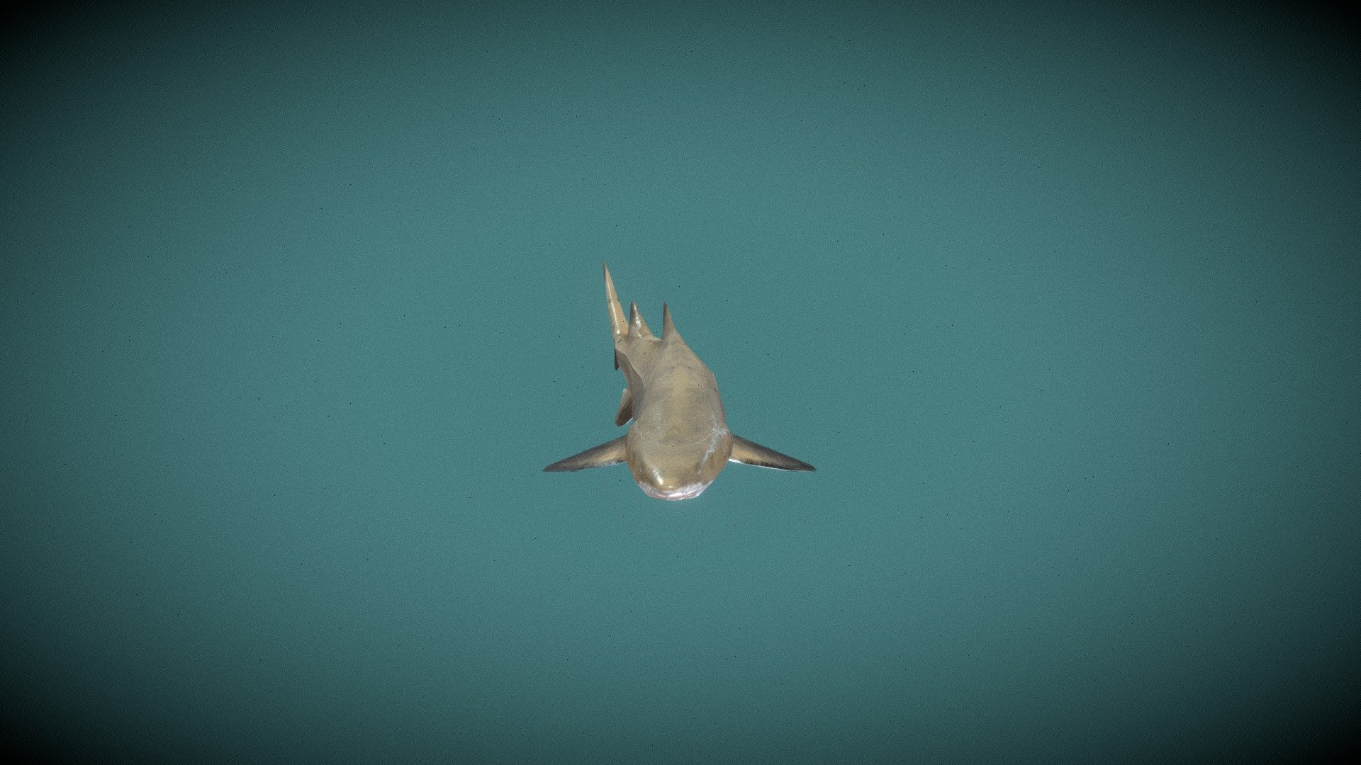 Low poly grey nurse shark - 3D model by Major (@majorgalah) 3d model