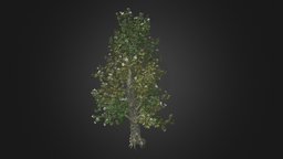 Southern Magnolia Flowers Tree object, tree, green, plant, landscape, forest, flower, garden, vray, studio, exterior, architectural, cryengine, spring, vr, park, ar, leaf, southern, trunk, bark, realistic, beautiful, jungle, corona, blossom, unrealengine, magnolia, unity, architecture, asset, 3dsmax, leaves, gameready