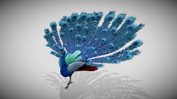Peacock- Ver1 bird, peacock, animal, animation, animated