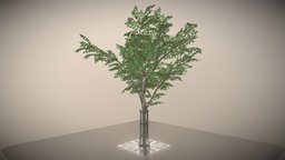 Rowan with Tree Guards and Tree Grille tree, protection, trunk, game-ready, roots, rowan, urban-planning, vis-all-3d, eberesche, 3dhaupt, city-tree, software-service-john-gmbh, protection-grid, vogelbeere, sorbus-aucuparia, tree-guards, low-poly, pbr, leaves