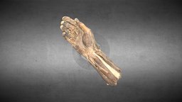 Hand anatomy/Anatomía de la mano