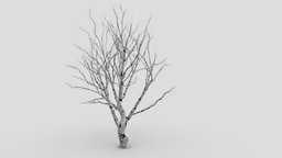 White Birch- Trunk S1 object, tree, north, america, trunk, whit, birch, asma, whitbirch, asama3d