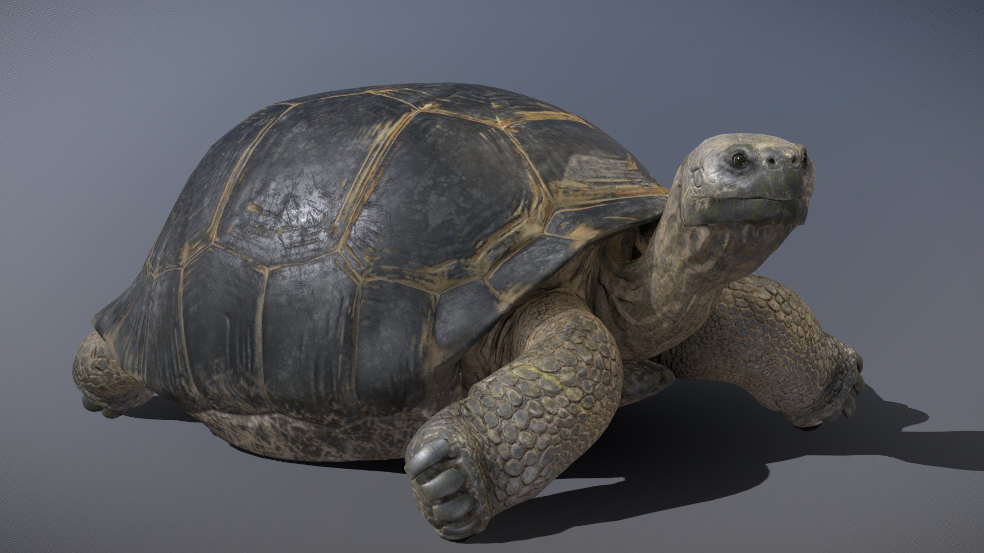 This model can import to Blender. **
Before purchasing this model, you can download Sea Slug — Chromodoris Annae and try to import it.
Because for different software, rigging and animation may have different problems.** - Galápagos Giant Tortoise - Buy Royalty Free 3D model by NestaEric 3d model