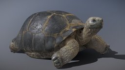 Galápagos Giant Tortoise tortoise, giant, galapagos, islands, niger, reptilia, testudines, chordata, cryptodira, testudinoidea, testudinidae, chelonoidis
