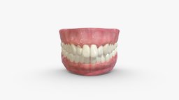 Realistic Teeth Gums and Tongue mouth, teeth, tongue, gums, orthodontics, characters