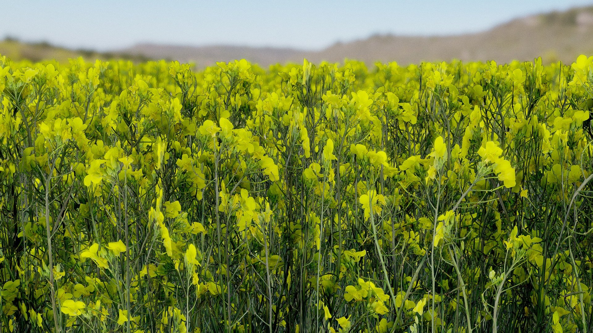 Simple 3d model of some rapeseed created in maya for use on large scenes in ue4.

Can be seen in UE4 with pivot painter applied here along with some more detailed rapeseed to be used in closeups.

https://www.youtube.com/watch?v=FTMivJ7dCaQ - rapeseed - 3D model by studio lab (@leonlabyk) 3d model