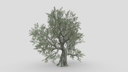 Live Oak Tree-S1 object, tree, plant, high, oak, live, branch, trunk, highpoly