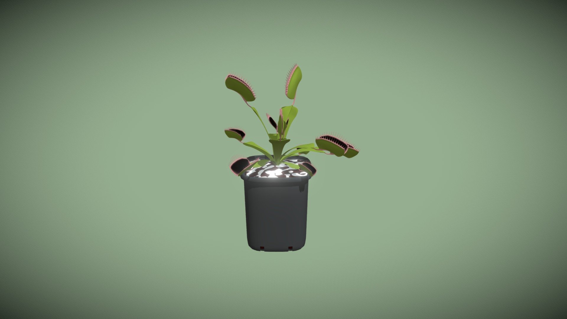 3D model of a Dionaea muscipula, a carnivorous plant also known as Venus flytrap.

Created in Blender and procedurally textured. Please see detailed renders here: https://fertuffo.artstation.com/store/kwRz/3d-venus-flytrap
All objects are named and presented as separate parts; materials are easy to be modified, removed, or replaced.
Carefully shaped with accurate proportions. 
Several exchange formats including .blend, .OBJ, .fbx, .DAE, .stl - Venus flytrap (Dionaea muscipula) - Buy Royalty Free 3D model by Blenduffo 3d model