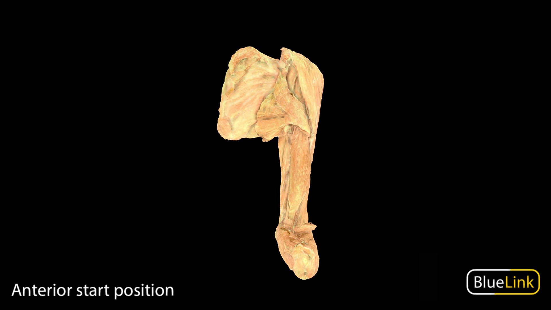 3D scan of the left upper arm

Captured with Einscan Pro

Captured and edited by: Will Gribbin

Copyright2019 BK Alsup &amp; GM Fox

ID 30068-U01 - Upper Limb - 3D model by Bluelink Anatomy - University of Michigan (@bluelinkanatomy) 3d model