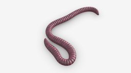 Red worm 01 red, biology, garden, earth, long, brown, worm, macro, nature, background, earthworm, bait, closeup, invertebrate, crawling, 3d, pbr, animal