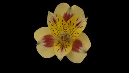 Alstroemeria, the "Inca Lily" plant, flower, botany, nature, realitycapture, photogrammetry, scan, alstroemeria