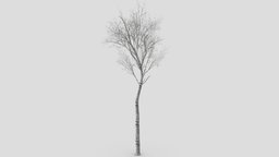 White Birch Tree-ST-37 white, birch, 3d-model, lowpolytree, whitebirch, 3d-lowpoly-white-birch, 3dwhitebirch, lowpolywhitebirch