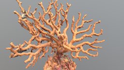 Corallium Rubrum underwater, coral, ecology, benthic, photogrammetry
