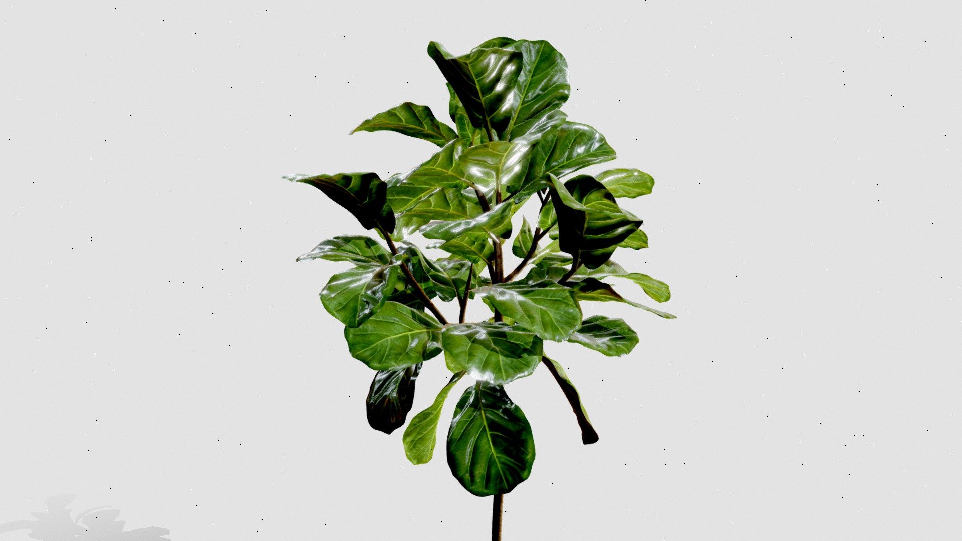 Available on my behance. :)

Follow me on IG @a_pa_design - Ficus Lyrata - 3D model by a-pa (@andrespastas99) 3d model