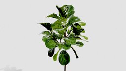 Ficus Lyrata trees, green, plant, realistic, nature, fotogrammetry, ficus, modeling, 3dsmax, pbr, 3dmodel, plants-nature, ficus-lyrata, ficus-benjamina, leaves_tree