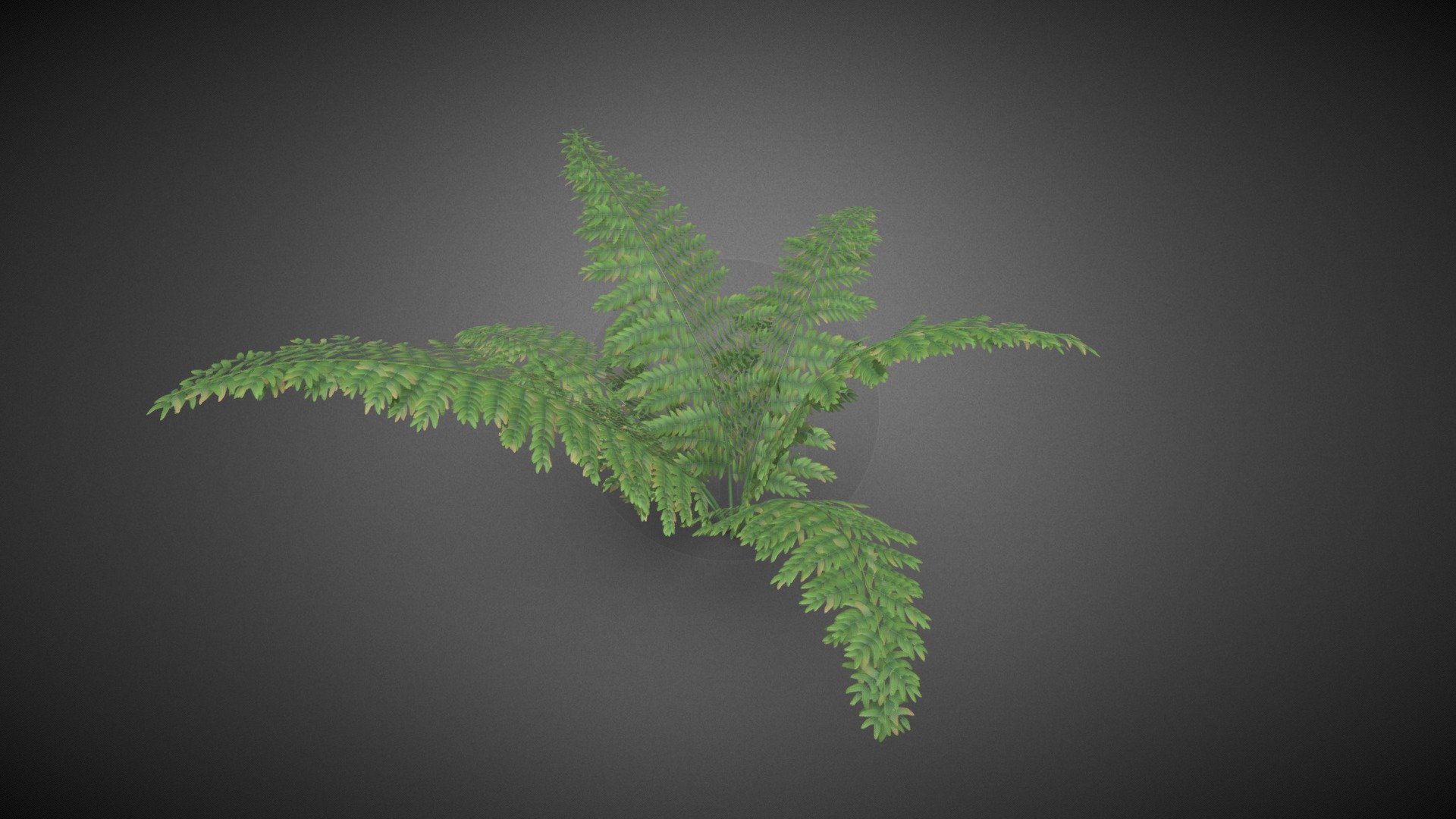 Ferns shrub flower - Ferns shrub flower - Buy Royalty Free 3D model by misitewang 3d model