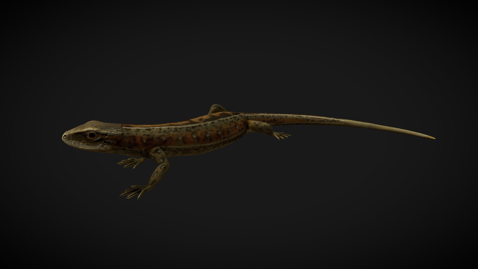 Lizard Lacerta Vivipara high quality Lowpoly model. Fully detailed, textured model is ready for Virtual Reality (VR),
Augmented Reality (AR), games and other real-time apps. It was created with 3ds Max(.max format) and rigged in 
CUT Rigging system. That pack includes two animation scenes(&ldquo;walking