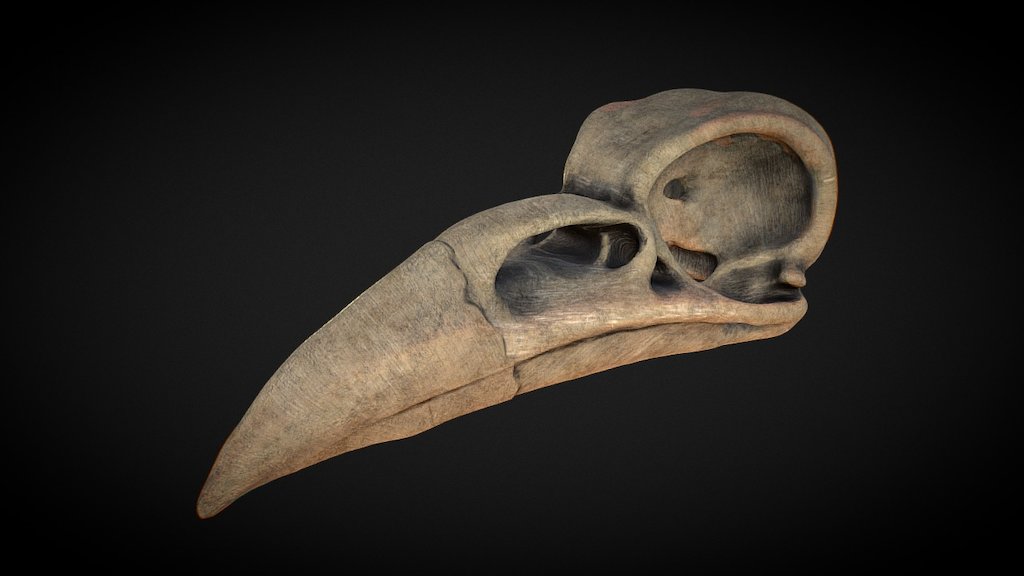 Raven Skull Test - Raven Skull Test - 3D model by soulmarine 3d model