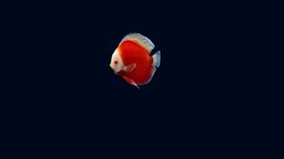 Discus Red Passion fish, red, discus, pigeon, tropical, ocean, aquarium, passion, loop, freshwater, checkerboard, animation, sea