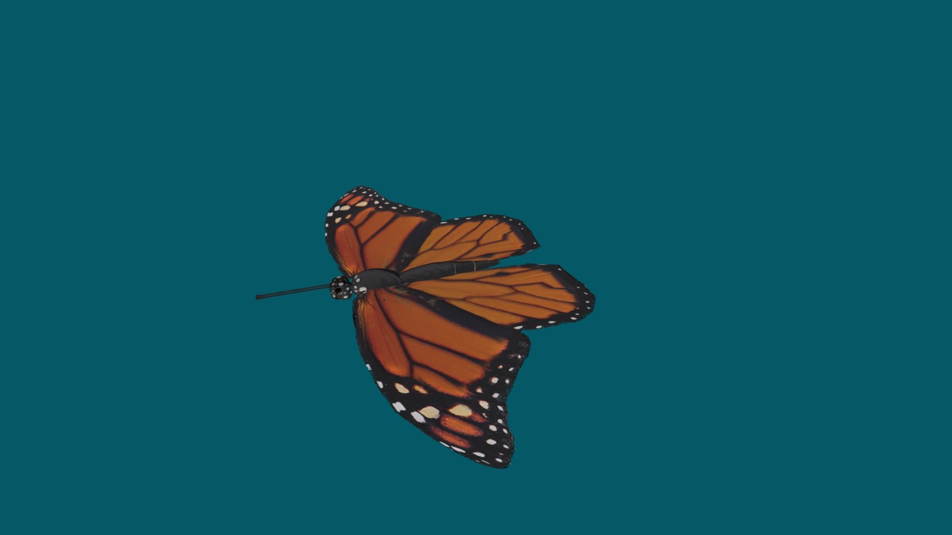 The monarch butterfly is one of the most recognizable and 
well studied butterflies on the planet. Its orange wings are 
laced with black lines and bordered with white dots. 
Famous for their seasonal migration, millions of monarchs migrate from 
the United States and Canada south to California and Mexico for the winter 3d model