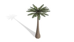 Palm Tree (Low Poly) trees, tree, games, palm, carlos, rodriguez, nature, scenes, renders, vr-scenes
