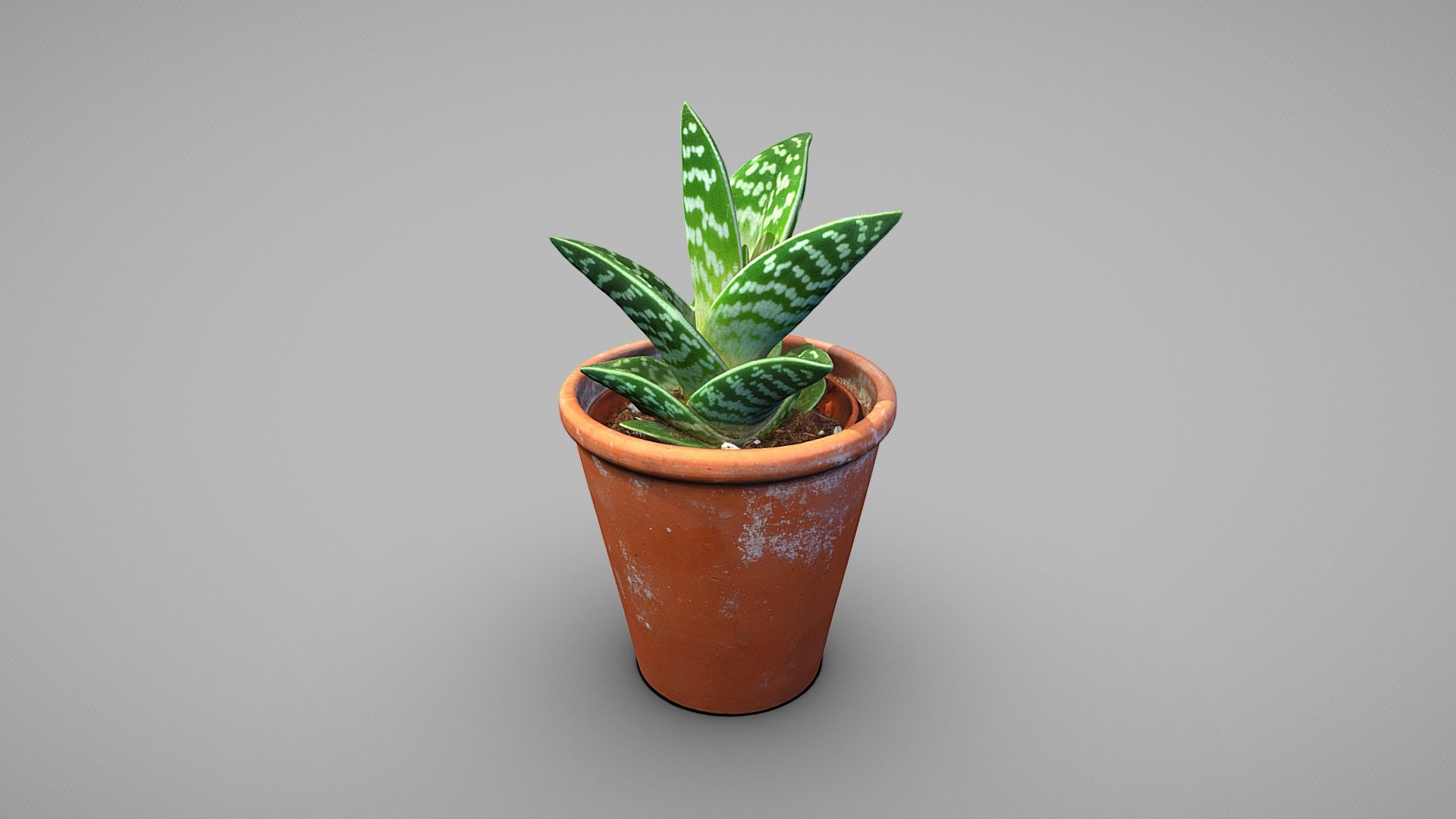 Gonialoe Variegata

A  game-engine ready model with clean quad topology

Model includes 8k diffuse map, 4k normal map, 4k ambient occlusion map

Photos taken with A7Riv + D5300

Processed with Metashape + Blender + Quad remesher - Tiger aloe plant - Buy Royalty Free 3D model by Lassi Kaukonen (@thesidekick) 3d model