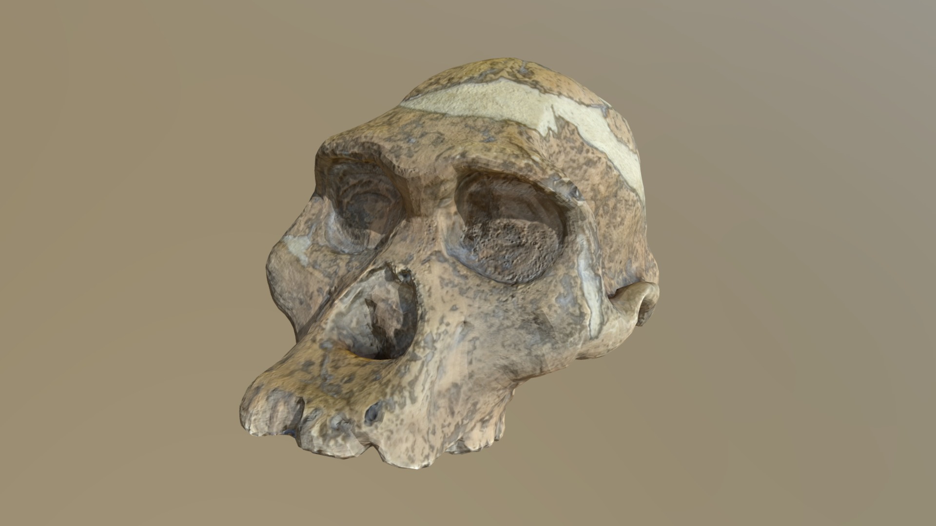 Scan of a molding of Mrs Ples’ skull, an Australopithecus Africanus discovered in 1947 in South Africa, and one of the most perfect pre-human skulls ever found.

https://en.wikipedia.org/wiki/Mrs._Ples

A little bit more than 100 pictures were used for this scan - Australopithecus Africanus' skull (Mrs. Ples) - 3D model by Antoine Dresen (@adresen) 3d model