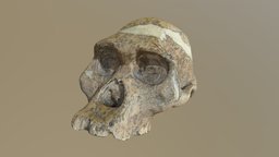 Australopithecus Africanus skull (Mrs. Ples)